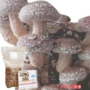 しいたけ栽培キット　室内栽培 家庭菜園 自由研究 園芸