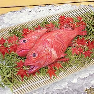 【斜里産・羅臼産】めんめ（キンキ）1尾550g〜600ｇ