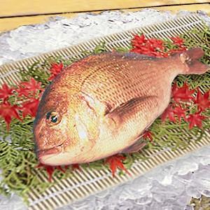【愛媛産】【熊本産】養殖真鯛1.0kg〜1.5kg