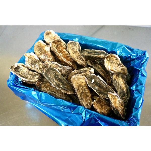 殻付き牡蠣（生食用）北海道仙鳳趾名産「昆布の森の牡蠣」 　Sサイズ 大箱5Kg（約40個）1個→約9...