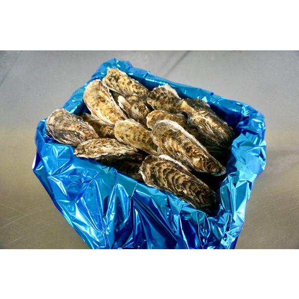 殻付き牡蠣（生食用）北海道仙鳳趾名産「昆布の森の牡蠣」 　Sサイズ 小箱4Kg（約30個）1個→約9...