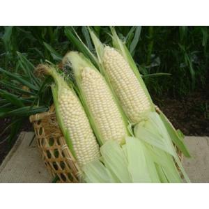 北海道物産 北海道特産 【北海道産】【朝取り】元祖南幌ピュアホワイト10本(L〜2L)（4kg前後）...