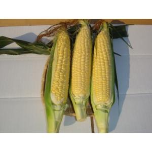 北海道物産 北海道特産 【北海道産】【朝取り】元祖南幌あまいんです10本(L〜2L)（4kg前後）：...