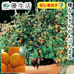 大実金柑 福寿 実つき 1株 送料無料 カンキツ 果樹苗 国華園 : 花と緑