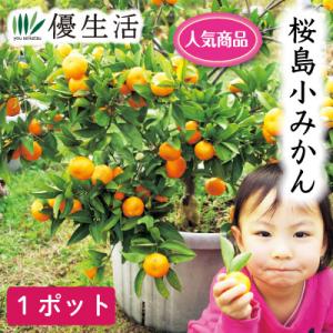 □優良2年生大苗□ みかん 苗木 【種なし小みかん 無核紀州 （むかくき