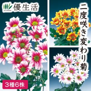 珍しい花の種 苗 の商品一覧 花 ガーデニング 通販 Yahoo ショッピング