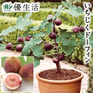 果樹苗 イチジク 青皮(チンピ) 1株 : 花と緑 国華園 - 通販 - Yahoo
