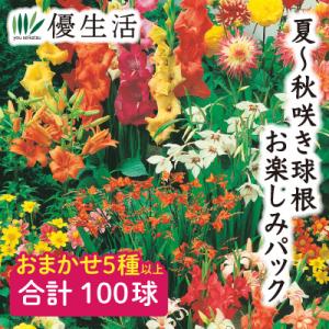 夏〜秋咲き球根お楽しみパック100球