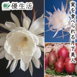 鉢花 月下美人 6号鉢 1鉢 送料無料 : 花と緑 国華園 - 通販 - Yahoo