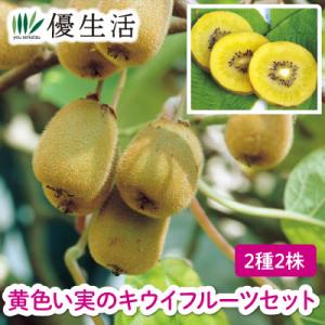 黄色い実のキウイフルーツセット2種2株｜youseikatsu