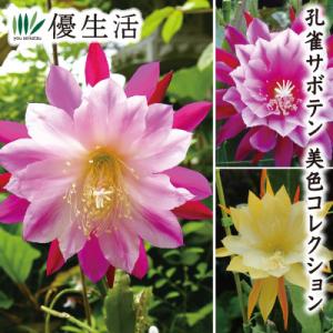 孔雀サボテン　PEAX-51 藤娘　紫勲　ホワイトマジック 孔雀サボテン PEAX-51 藤娘 紫勲 ホワイトマジック サボテン