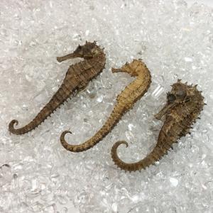 タツノオトシゴ お守り 楽器 手芸 コレクション の商品一覧 通販 Yahoo ショッピング