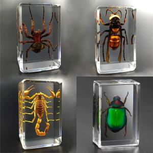 ベニオキナエビス 貝殻 標本 コレクション Hirase's Slit Shell : 海洋