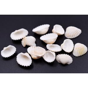 天然素材 シェル ハンドメイド用【約50g(約...の詳細画像2