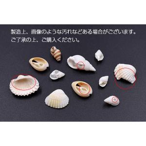 天然素材 シェル ハンドメイド用【約50g(約...の詳細画像3