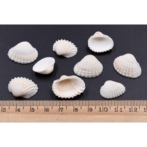 天然素材 シェル ハンドメイド用【約50g(約...の詳細画像4