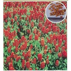 クリムソンクローバ くれない 500g