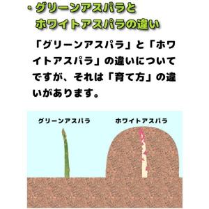 【予約】グリーンアスパラガス 500g 前後 ...の詳細画像3