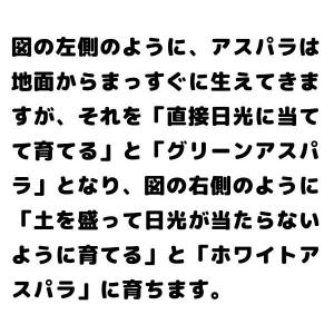 【予約】グリーンアスパラガス 500g 前後 ...の詳細画像4