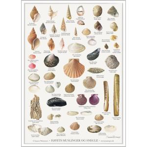 ポスター 海 貝 楽器 手芸 コレクション の商品一覧 通販 Yahoo ショッピング