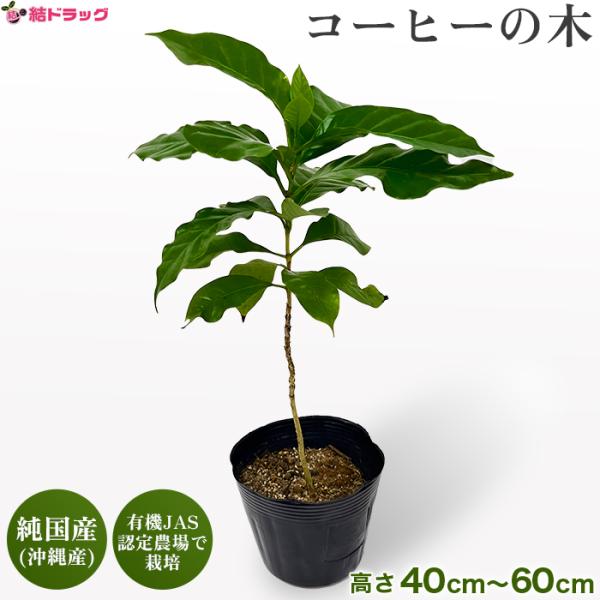 観葉植物 コーヒーの木 コーヒーノキ 珈琲の木 沖縄県産品  純国産 有機栽培 ブルボンアマレロ 黄...