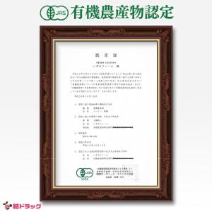 観葉植物 コーヒーの木 コーヒーノキ 珈琲の木...の詳細画像1