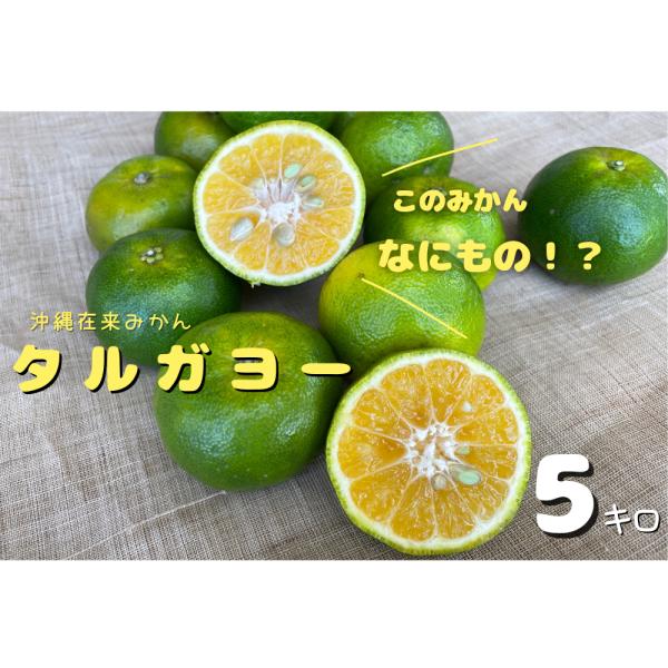 2027年10月下旬〜　国頭産　タルガヨ〜5kg