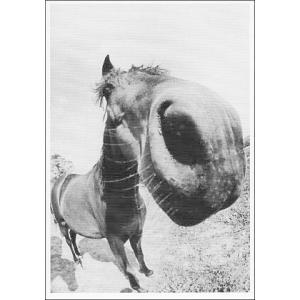 ポストカード モノクロ写真 魚眼レンズで見た馬