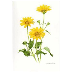 キクイモモドキの花の商品一覧 通販 Yahoo ショッピング