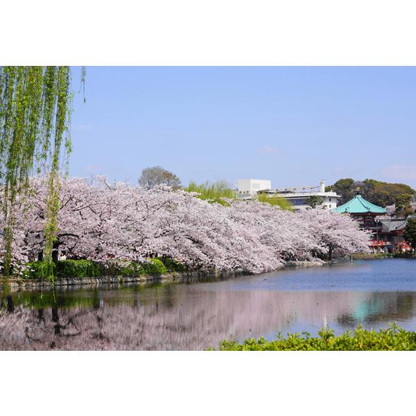 ポストカード カラー写真 日本風景シリーズ 満開の桜 105×150mm 観光地 名所 メッセージカ...