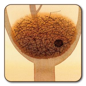 コースター 山田和明 モノポの巣 夕暮れ時 90...の商品画像