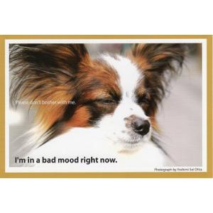 ポストカード カラー写真 犬 今、最悪の気分