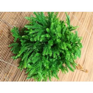 料理 飾り 葉の商品一覧 通販 Yahoo ショッピング