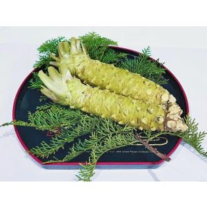 静岡産 生本わさび 1本 (120g前後 国産 山葵 ワサビ