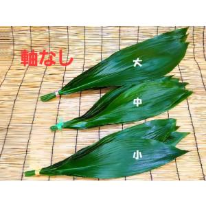 国産 バラン/ハラン軸なし  小 10枚 徳島県or愛知県産(葉ラン 葉らん 葉蘭 馬蘭 あしらい ...