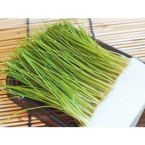 芽ねぎ (芽ネギ 姫ねぎ 姫ネギ 国産 静岡産・...の商品画像