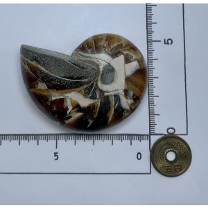 天然アンモナイト アンモライト 化石 標本 マダガスカル ディスク 円盤