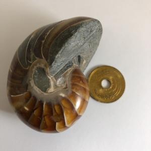 オウムガイ の 殻の商品一覧 通販 Yahoo ショッピング