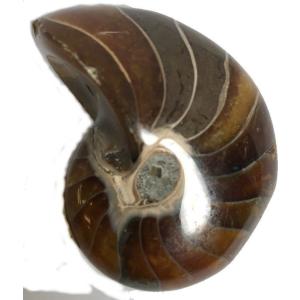 オウムガイ の 殻の商品一覧 通販 Yahoo ショッピング