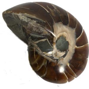 天然アンモナイト アンモライト 化石 標本 マダガスカル ディスク 円盤