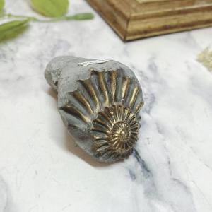 天然アンモナイト アンモライト 化石 標本 マダガスカル ディスク 円盤