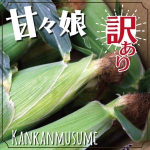 山梨県市川三郷町産 とうもろこし 甘々娘 訳あり 2.5kg詰 6~8本程度