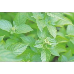 ハーブ栽培キット スイートバジル カプセルガー...の詳細画像2