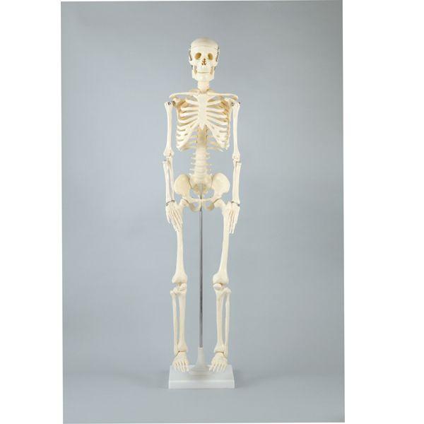 Artec 人体骨格模型 85cm
