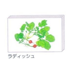 塗り絵 塗り絵物語 身近な野菜たち編 ラディッシュ｜yumegazai