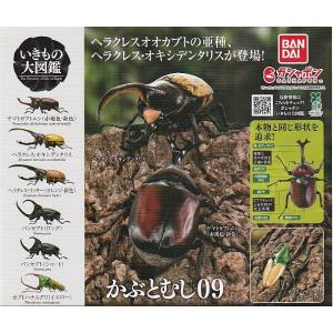 エラフスホソアカクワガタ（メタリックグリーン）】いきもの大図鑑