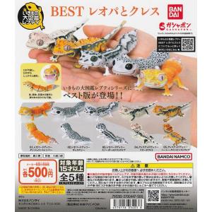 いきもの大図鑑 かぶとむし07 ランキフェルオオニジダイコク1種単品