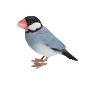 BIRDIE BILL(バーディビル)　AGATE　JAVA　SPARROW　1684