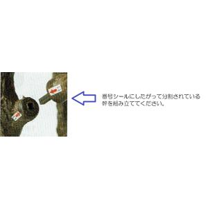 人工観葉植物 もみじ グリーン 高さ300cm...の詳細画像2