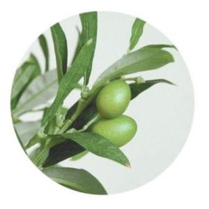人工観葉植物 ライプオリーブ 180 ポット付...の詳細画像1
